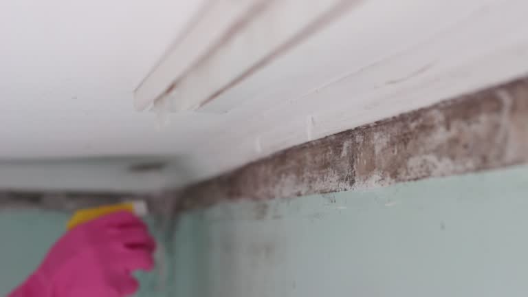 Best Environmental Consulting for Mold Prevention  in Hampton, IA